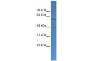 Image no. 1 for anti-Cytochrome P450, Family 2, Subfamily J, Polypeptide 2 (CYP2J2) (AA 335-384) antibody (ABIN6746763)