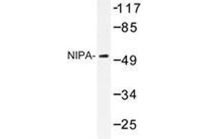 Western blot analysis of NIPA antibody in extracts from COS7 cells. (ZC3HC1 抗体)