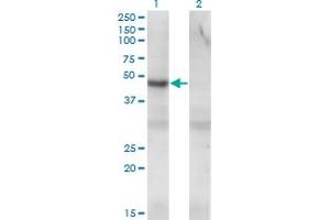 Western Blot analysis of PIP4K2C expression in transfected 293T cell line by PIP4K2C monoclonal antibody (M01A), clone 3A4.