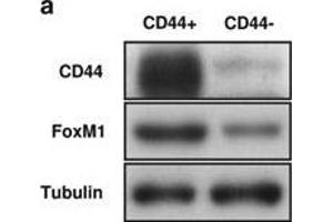 Western Blotting (WB) image for anti-CD44 (CD44) antibody (ABIN2855292)