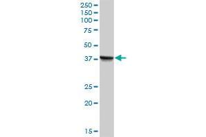 PECI MaxPab polyclonal antibody. (PECI/ECI2 抗体  (AA 1-364))