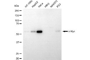 Western blotting analysis using c-Myc antibody (ABIN7799505).