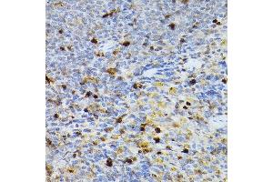 Immunohistochemistry of paraffin-embedded rat spleen using SERPINB1 Rabbit pAb (ABIN6131408, ABIN6147583, ABIN6147584 and ABIN6221861) at dilution of 1:100 (40x lens). (SERPINB1 抗体  (AA 100-379))
