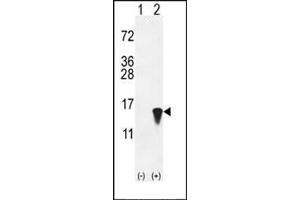 Image no. 3 for anti-ISG15 Ubiquitin-Like Modifier (ISG15) (AA 39-68), (N-Term) antibody (ABIN356679)