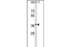 MRPL2 Antibody (C-term) (ABIN1536907 and ABIN2848905) western blot analysis in MCF-7 cell line lysates (35 μg/lane). (MRPL2 抗体  (C-Term))