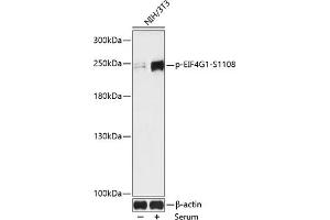 Western blot analysis of extracts of NIH/3T3 cells, using Phospho-EIF4G1-S1108 antibody (ABIN7267045) at 1:1000 dilution. (EIF4G1 抗体  (pSer1108))