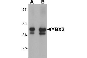 Western Blotting (WB) image for anti-Y Box Binding Protein 2 (YBX2) (C-Term) antibody (ABIN1030807) (YBX2 抗体  (C-Term))