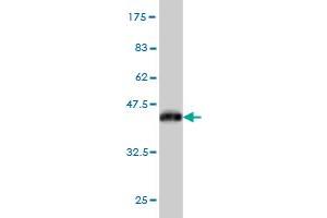 Western Blot detection against Immunogen (36. (MYLK 抗体  (AA 1710-1809))