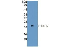 HBA1 anticorps  (AA 1-142)
