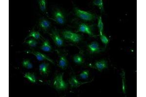 Anti-ATG3 mouse monoclonal antibody (ABIN2454895) immunofluorescent staining of COS7 cells transiently transfected by pCMV6-ENTRY ATG3 (RC203453). (ATG3 抗体)