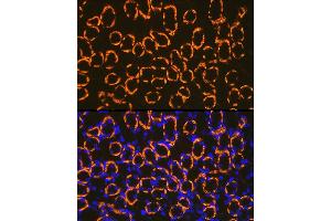 Immunofluorescence analysis of mouse kidney cells using Cadherin 16 Rabbit mAb (ABIN7266003) at dilution of 1:100 (40x lens). (Cadherin-16 抗体)