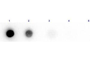 Dot Blot results of Rabbit Anti-Beta Amylase Biotin Conjugated. (Amylase beta 抗体  (Biotin))
