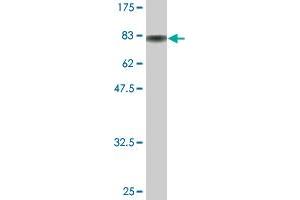 Western Blot detection against Immunogen (80.