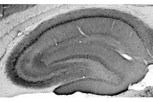 Adult rat hippocampus immunohistochemistry. (Neuroligin 1 抗体  (C-Term, Intracellular))