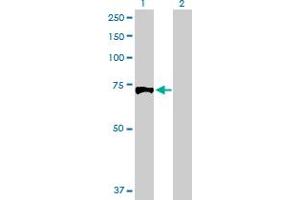 Western Blot analysis of EXT1 expression in transfected 293T cell line by EXT1 MaxPab polyclonal antibody. (EXT1 抗体  (AA 1-746))