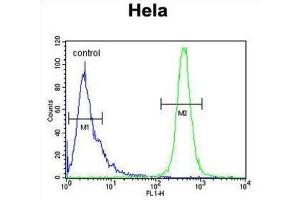 Flow Cytometry (FACS) image for anti-IMP3, U3 Small Nucleolar Ribonucleoprotein (IMP3) antibody (ABIN3004369) (IMP3 抗体)
