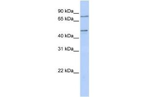 Western Blotting (WB) image for anti-Zinc Finger Protein 491 (ZNF491) antibody (ABIN2458451) (ZNF491 抗体)