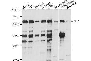 Western blot analysis of extracts of various cell lines, using ZFR antibody (ABIN6291122) at 1:1000 dilution. (ZFR 抗体)