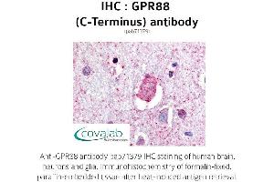 Image no. 1 for anti-G Protein-Coupled Receptor 88 (GPR88) (C-Term) antibody (ABIN1735190) (GPR88 抗体  (C-Term))