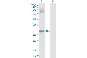 Western Blot analysis of DKK4 expression in transfected 293T cell line by DKK4 MaxPab polyclonal antibody.