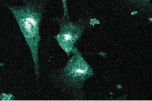 Immunofluorescent staining of NIH-3T3 cells. (PCNT 抗体  (AA 1692-1814))