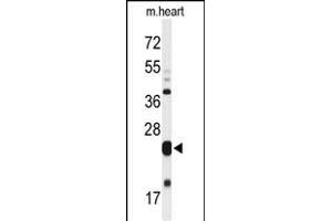 Western blot analysis of MLF1 Antibody (C-term) (ABIN652233 and ABIN2840968) in mouse heart tissue lysates (35 μg/lane). (MLF1 抗体  (C-Term))