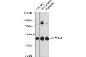 Western blot analysis of extracts of various cell lines, using SLC30 Antibody  at 1:3000 dilution. (SLC30A6 抗体  (AA 252-461))