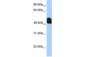 WB Suggested Anti-MDFIC Antibody Titration:  0. (MDFIC 抗体  (N-Term))