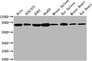 Western Blot Positive WB detected in: Hela whole cell lysate, NIH/3T3 whole cell lysate, K562 whole cell lysate, HepG2 whole cell lysate, Mouse spleen tissue, Rat spleen tissue, Mouse heart tissue, Rat heart tissue All lanes HSPA8 antibody at 1:2000 Secondary Goat polyclonal to mouse IgG at 1/50000 dilution Predicted band size: 70~75 KDa Observed band size: 70~75 KDa Exposure time: 10s