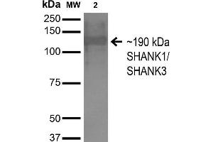 Western Blot analysis of Monkey COS cells transfected with HA-tagged Shank1 showing detection of ~190 kDa SHANK1/SHANK3 protein using Mouse Anti-SHANK1/SHANK3 Monoclonal Antibody, Clone S367-51 . (SHANK3 抗体  (AA 538-626) (Atto 594))