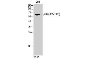 Western Blotting (WB) image for anti-Krs-1/2 (pThr183) antibody (ABIN3173253) (Krs-1/2 (pThr183) 抗体)