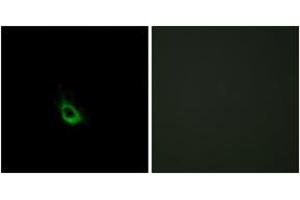 Immunofluorescence (IF) image for anti-Caspase Recruitment Domain Family, Member 10 (CARD10) (AA 481-530) antibody (ABIN2889892) (CARD10 抗体  (AA 481-530))