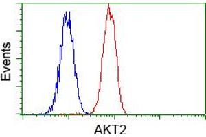 Flow cytometric analysis of Hela cells, using anti-AKT2 antibody (ABIN2452737), (Red) compared to a nonspecific negative control antibody (TA50011) (Blue). (AKT2 抗体)