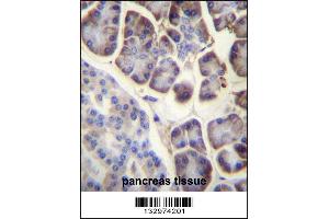 RPL34 Antibody immunohistochemistry analysis in formalin fixed and paraffin embedded human pancreas tissue followed by peroxidase conjugation of the secondary antibody and DAB staining. (RPL34 抗体  (AA 37-66))