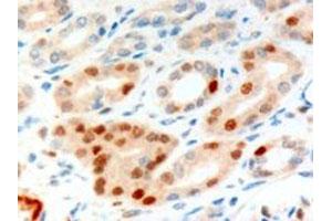 ANLN polyclonal antibody (Cat # PAB6482, 10 ug/mL) staining of paraffin embedded human kidney. (Anillin 抗体)