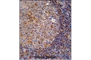 ARHG Antibody (Center) (ABIN651058 and ABIN2840052) immunohistochemistry analysis in formalin fixed and paraffin embedded human tonsil tissue followed by peroxidase conjugation of the secondary antibody and DAB staining. (ARHGAP25 抗体  (AA 193-219))