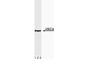 Western blot analysis of CtBP2 on a BC3H1 cell lysate (Mouse brain smooth muscle-like cells, ATCC CRL-1443). (CTBP2 抗体  (AA 361-445))