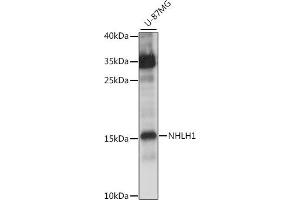 Western blot analysis of extracts of U-87MG cells, using NHLH1 antibody  at 1:1000 dilution. (NHLH1 抗体  (AA 1-60))