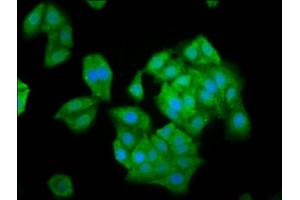 Immunofluorescence staining of HepG2 cells with ABIN7161327 at 1:100, counter-stained with DAPI. (NLN 抗体  (AA 109-241))