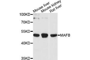 Western blot analysis of extracts of various cells, using MAFB antibody. (MAFB 抗体)