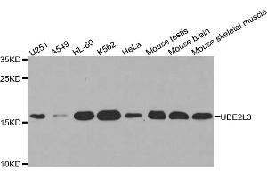 Western blot analysis of extracts of various cell lines, using UBE2L3 antibody. (UBE2L3 抗体)