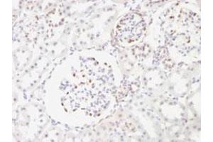 Immunohistochemical staining (Formalin-fixed paraffin-embedded sections) of rat kidney with WT1 monoclonal antibody, clone WT1/857 . (WT1 抗体)