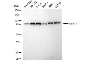 Western blotting analysis using STAT1 antibody (ABIN7800336). (Recombinant STAT1 抗体)