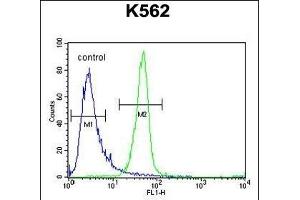 ANR52 Antibody (N-term) (ABIN654762 and ABIN2844445) flow cytometric analysis of K562 cells (right histogram) compared to a negative control cell (left histogram). (ANKRD52 抗体  (N-Term))