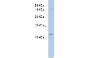 WB Suggested Anti-SKIV2L Antibody Titration:  0. (SKIV2L 抗体  (Middle Region))