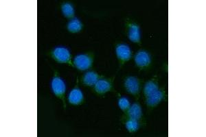IF analysis of PP11/ENDOU using anti-PP11/ENDOU antibody (ABIN7600552). (ENDOU 抗体  (AA 20-386))