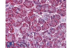 ABIN190836 (3. (SORBS1 抗体  (Internal Region))