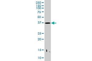PRR11 MaxPab polyclonal antibody. (PRR11 抗体  (AA 1-360))