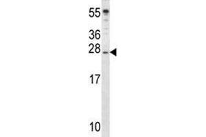 IGF2 antibody western blot analysis in mouse cerebellum tissue lysate. (IGF2 抗体  (AA 39-68))