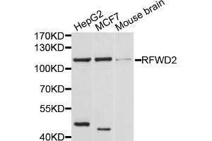 Western blot analysis of extracts of various cell lines, using RFWD2 antibody. (RFWD2 抗体)
